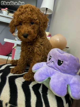 Red miniature poodles