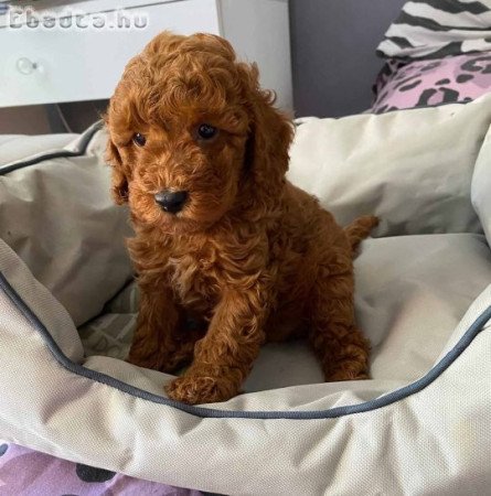 Red miniature poodles