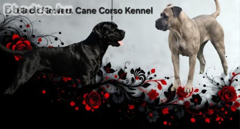 Cane Corso kölykök