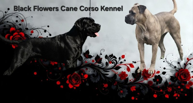 Cane Corso