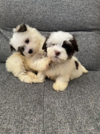 Bichon Havanese