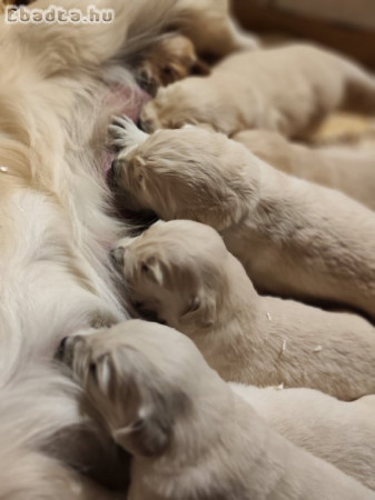 Golden Retriever kiskutyák