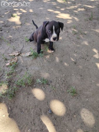 Amerikai staffordshire terrier kiskutyák