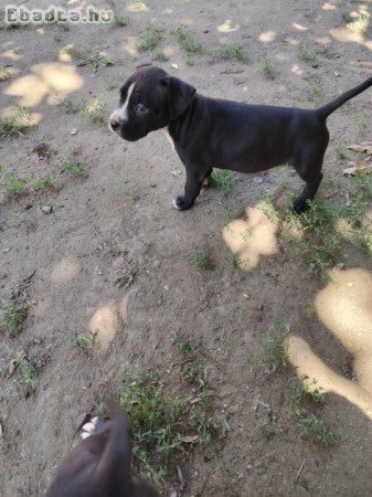 Amerikai staffordshire terrier kiskutyák