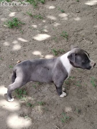 Amerikai staffordshire terrier kiskutyák