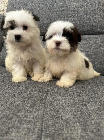 Bichon Havanese