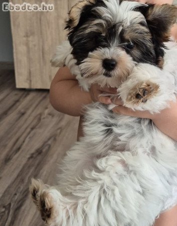 Biewer yorkshire kiskutya