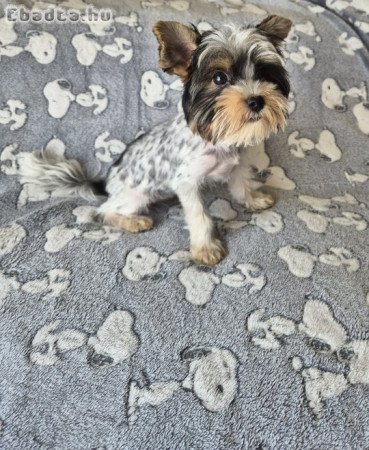 Biewer yorkshire kiskutya