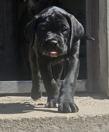 Cane Corso