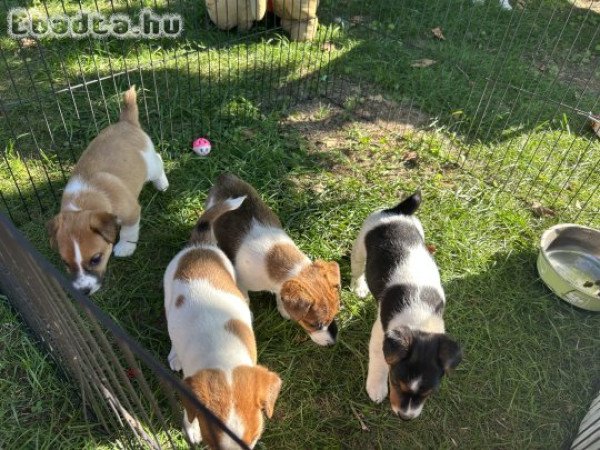 kemenynegyongyi5@gmail.com