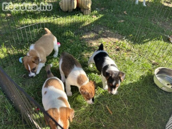 kemenynegyongyi5@gmail.com