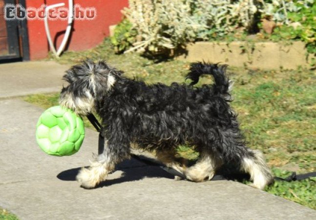 Törpe schnauzer törzskönyvezett kölyök