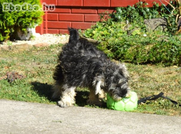 Törpe schnauzer törzskönyvezett kölyök
