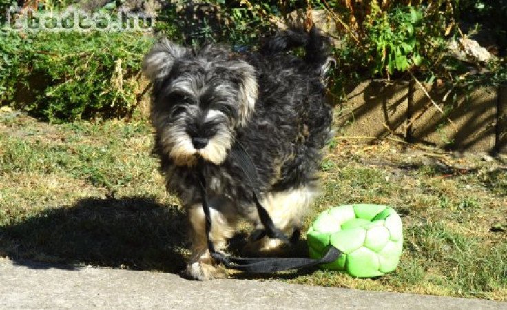 Törpe schnauzer törzskönyvezett kölyök
