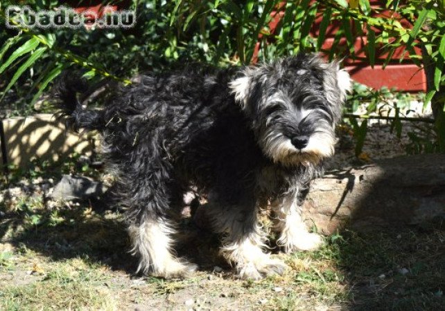Törpe schnauzer törzskönyvezett kölyök