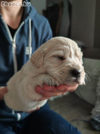 Golden Retriever kiskutyák