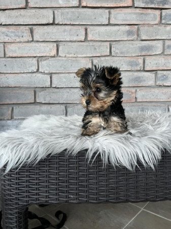 Yorkshire terrier