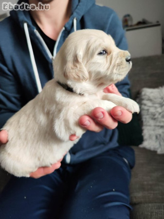 Golden Retriever kiskutyák