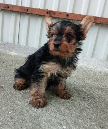 Yorkshire terrier