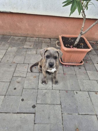 Eladó cane corso fajta tiszta jellegű