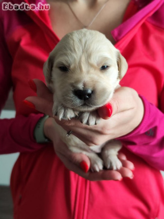 Golden Retriever kiskutyák