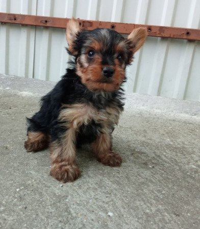 Yorkshire terrier