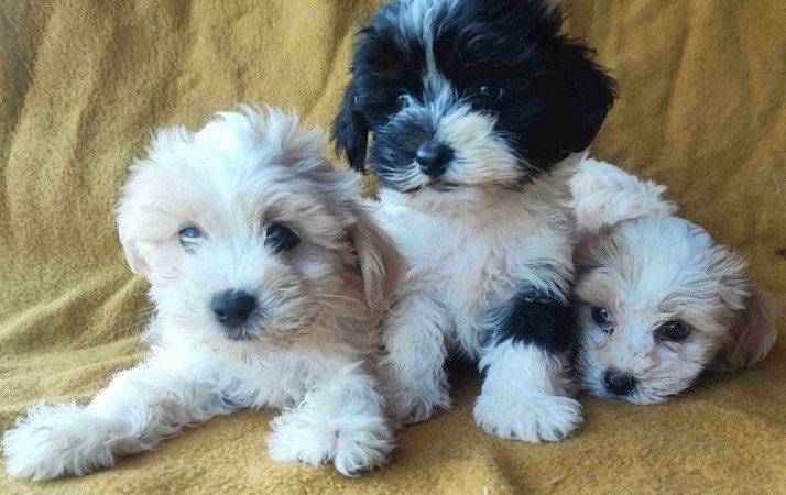 Bichon havanese