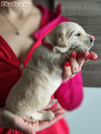 Golden Retriever kiskutyák