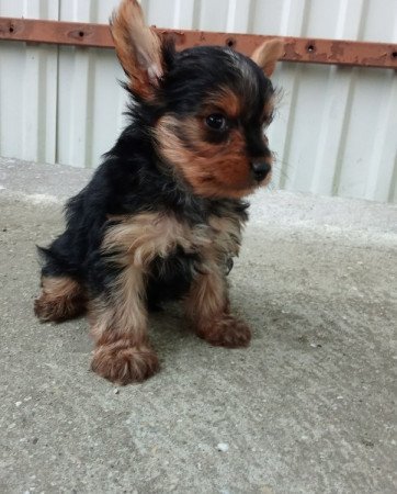 Yorkshire terrier