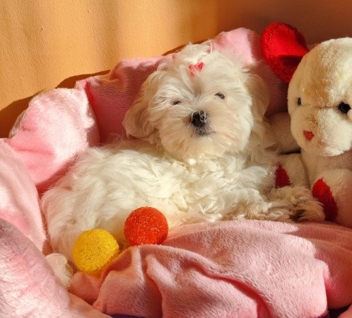 Bichon Havanese