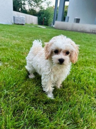 Maltipoo (Máltai selyem anya x Uszkár apa)