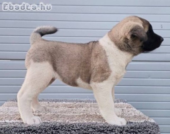 Amerikai akita, gyönyörű kölykök