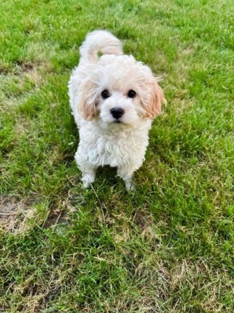 Maltipoo (Máltai selyem anya x Uszkár apa)