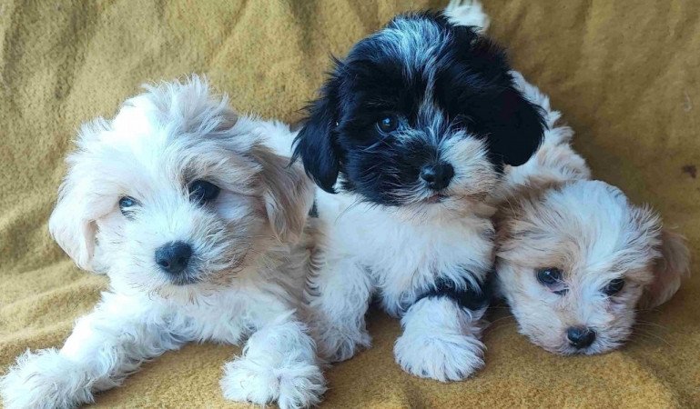 Bichon havanese