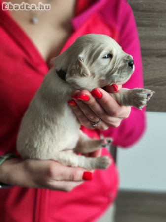 Golden Retriever kiskutyák