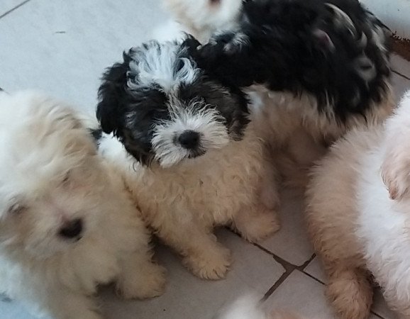 Bichon havanese