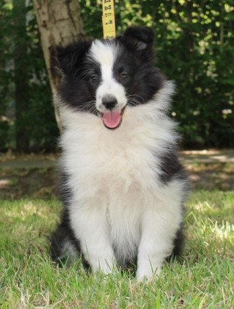 Sheltie (Shetland sheepdog)
