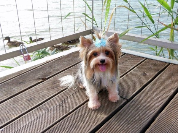 Biewer Yorkshire Terrier Yorki