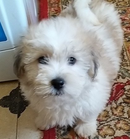 Bichon havanese