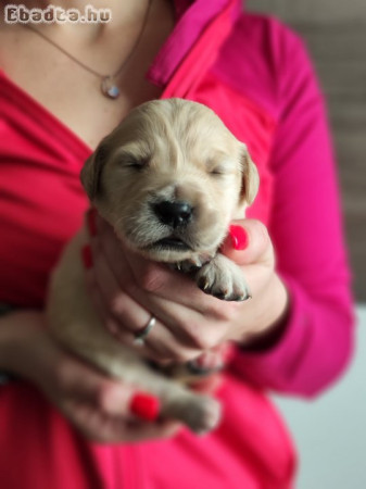 Golden Retriever kiskutyák