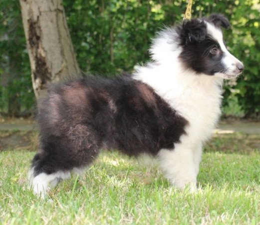 Sheltie (Shetland sheepdog)