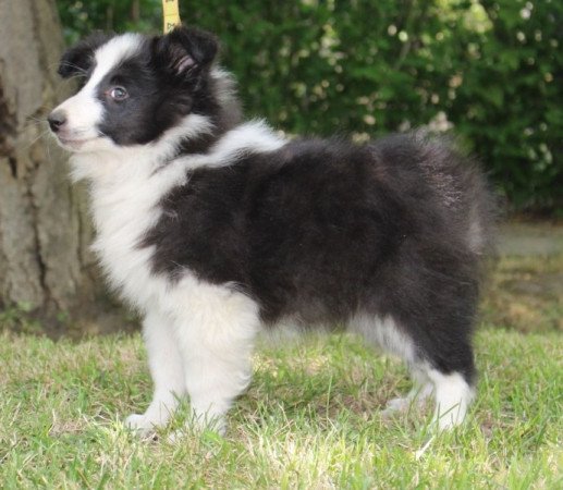 Sheltie (Shetland sheepdog)