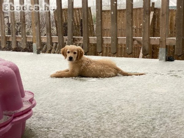 5 hónapos kan, Golden Retriever gazdit keres