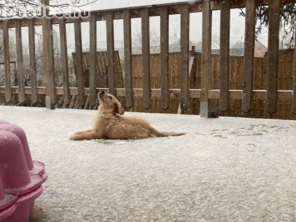 5 hónapos kan, Golden Retriever gazdit keres