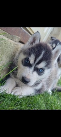 Husky