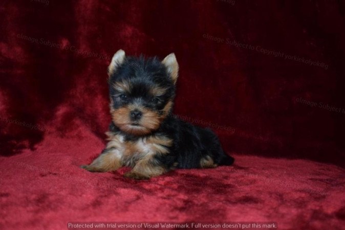 Yorkshire terrier