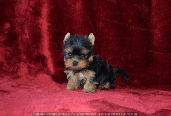 Yorkshire terrier