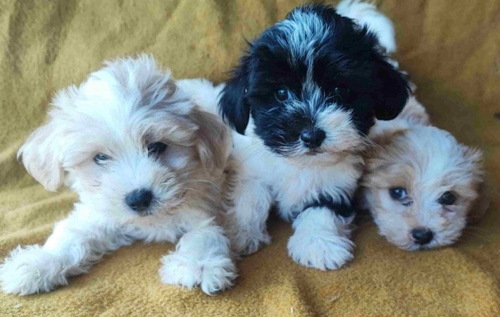 Bichon havanese