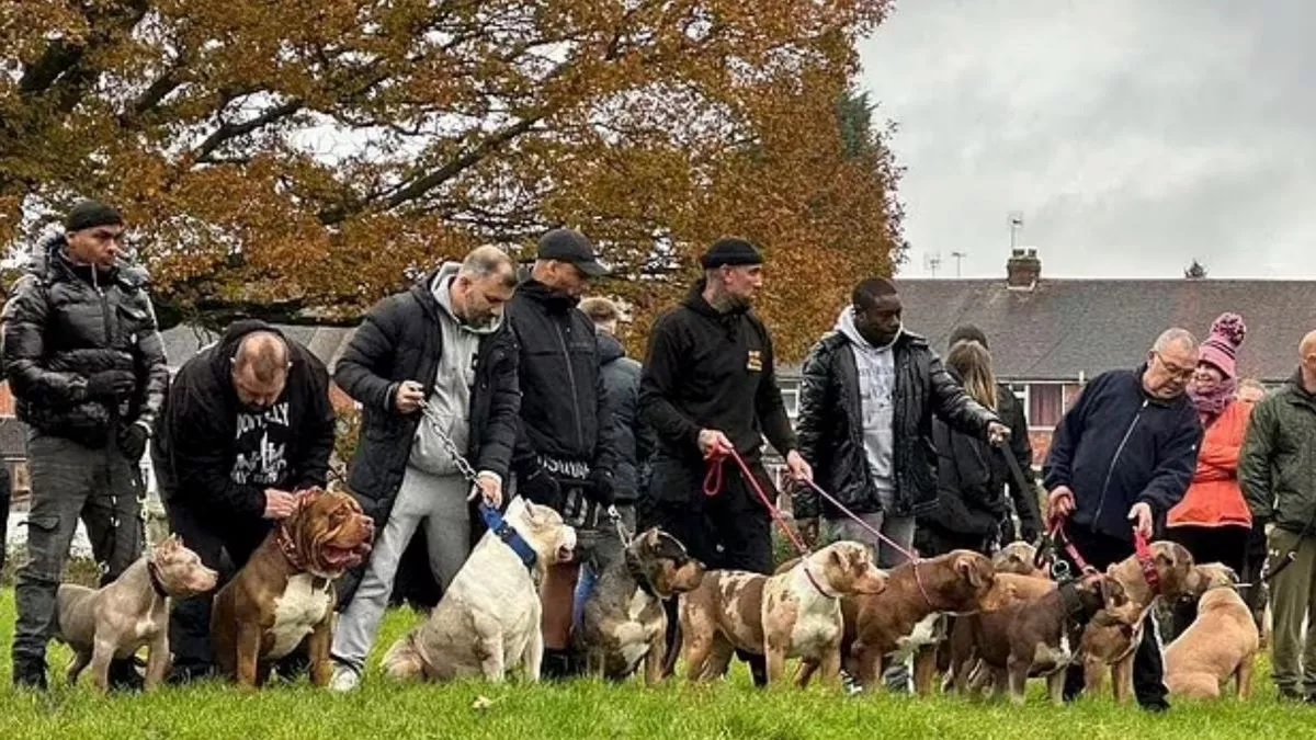 XL Bully kutyatulajdonosok tiltakozása