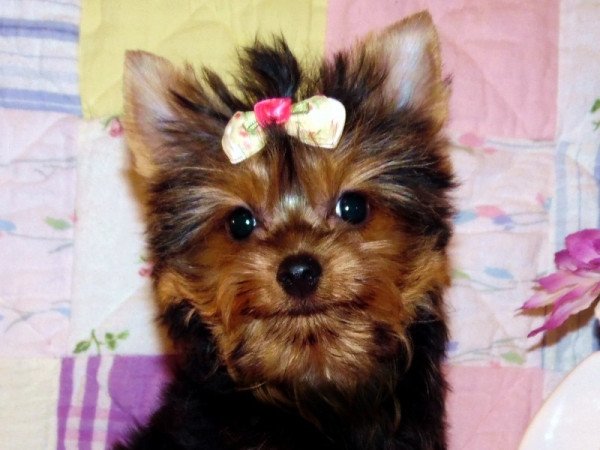 Yorkshire Terrier, Yorki